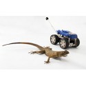 Image - Leaping lizards inspire robot designs