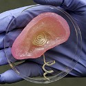 Image - Printable 'bionic' ear melds electronics and biology