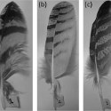 Image - Owl-inspired wing design reduces wind turbine noise by 10 decibels