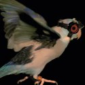 Image - Stanford researchers debunk popular flight models by flying birds through lasers