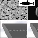 Image - Can shark skin help planes fly better?