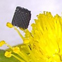 Image - Researchers develop novel process to 3D print graphene -- one of the strongest materials on Earth