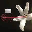 Image - New ultra-lightweight ceramic aerogel handles extremes