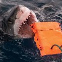 Image - New shark-resistant wetsuit material could help save lives