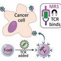 Image - Prospect of 'universal' cancer therapy raised after discovery of new T-cell