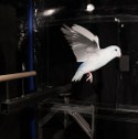 Image - Say what? Drag can lift birds to new heights, Stanford researchers find