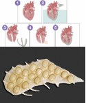 Image - Beats like the real thing: Hybrid bionic heart