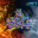 Image - Supramolecular adhesive withstands extreme hot and cold