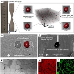 Image - New 3D-printed aluminum alloy exhibits unprecedented fatigue resistance