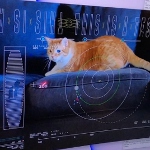 Image - NASA beams cat video via laser to Earth from nearly 19 million miles away
