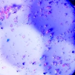 Image - Coating optimizes golf balls for wet or dry greens