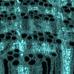 Image - Fortified with iron: New natural wood materials for building